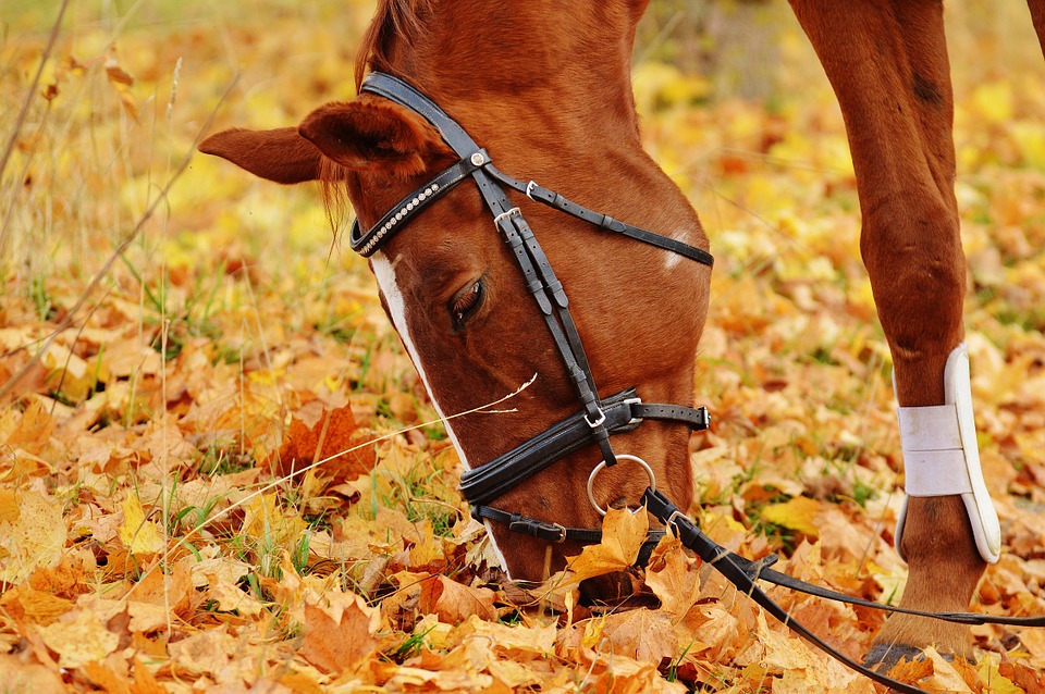 Pferde im Herbst: Pferd im Laub