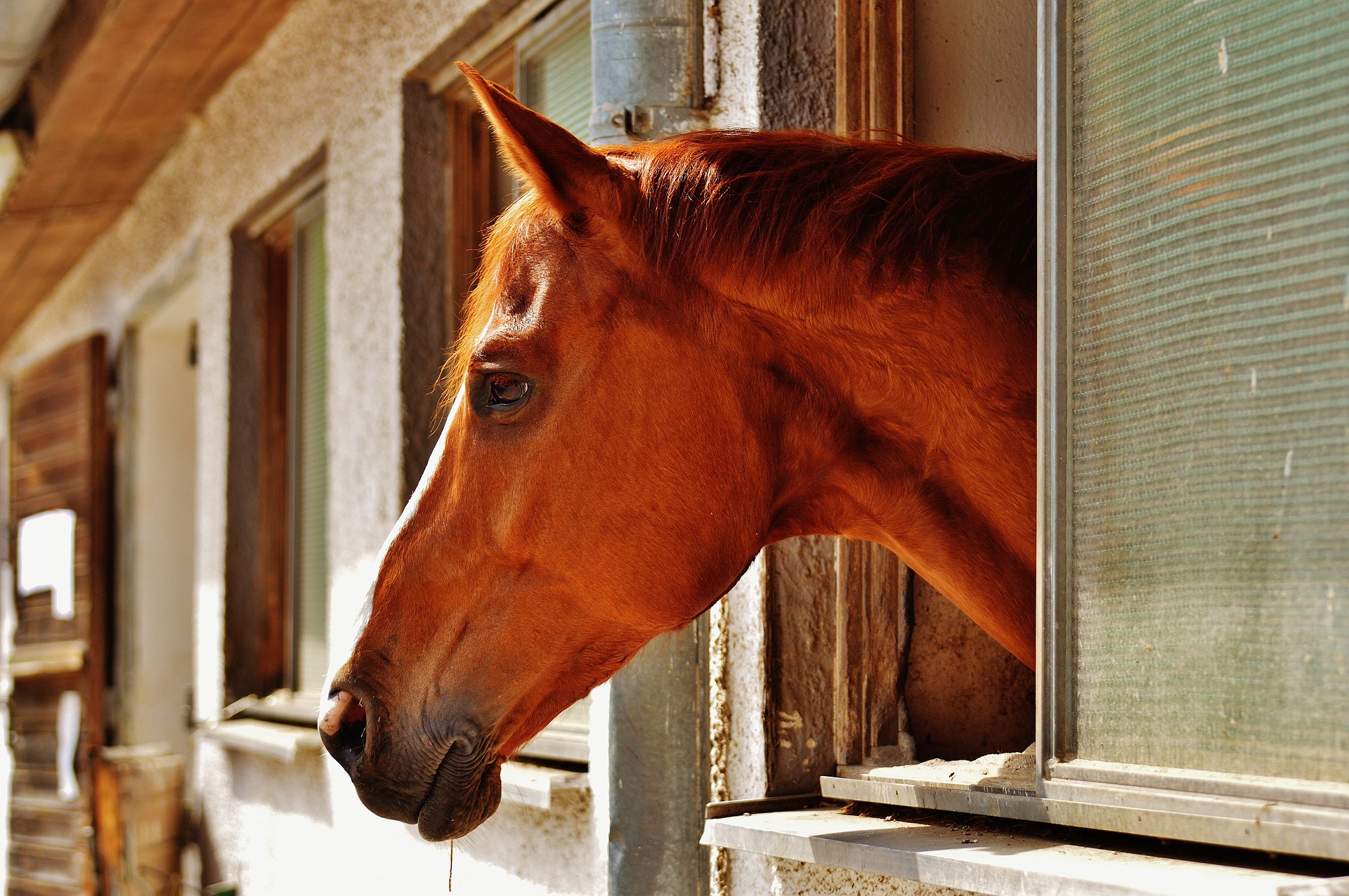 Rotz beim Pferd: Die Infektionskrankheit Malleus