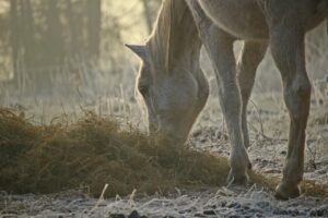 Ernährung Pferd: Fressverhalten vom Pferd