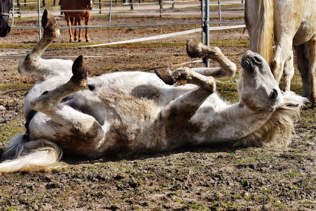Ein Pferd wälzt sich im Matsch.