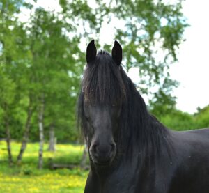 Fellfarben Pferd: Rappe