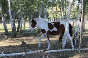 Fellfarben Pferd: Schecke