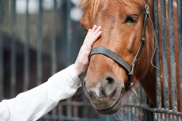 Horsemanship lernen