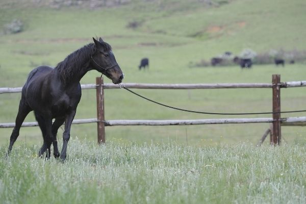 Zirkeln beim Horsemanship