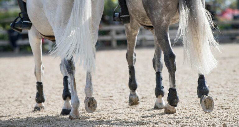 Hufrolle beim Pferd: Ursache, Symptome & Behandlung