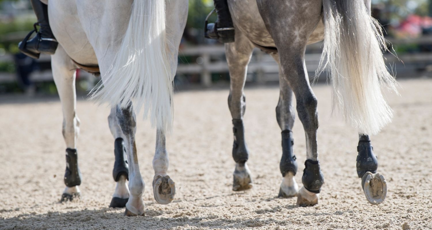 Hufrolle Pferd Reiten