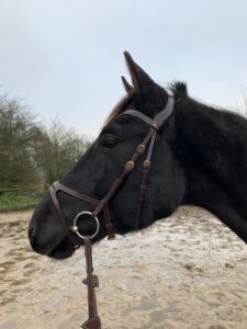 Schwarzes Pferd trägt die X Fit Trense