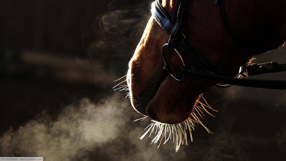 Immunsystem Pferd: Pferdenase