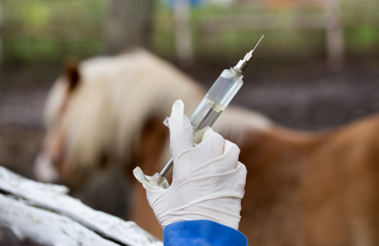 Impfung beim Pferd – was musst Du beachten?
