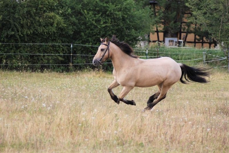 Irish Sport Horse