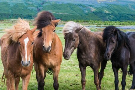 Isländische Pferdenamen