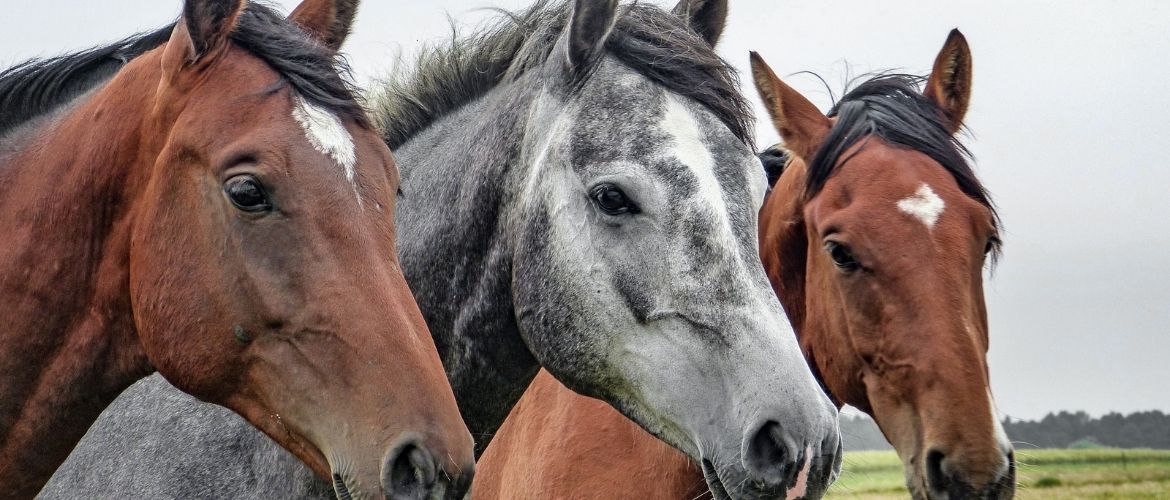Kandare: Drei Pferde