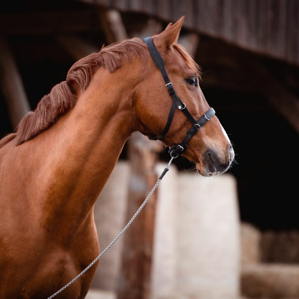kappzaum-hillbury-longieren-pferd