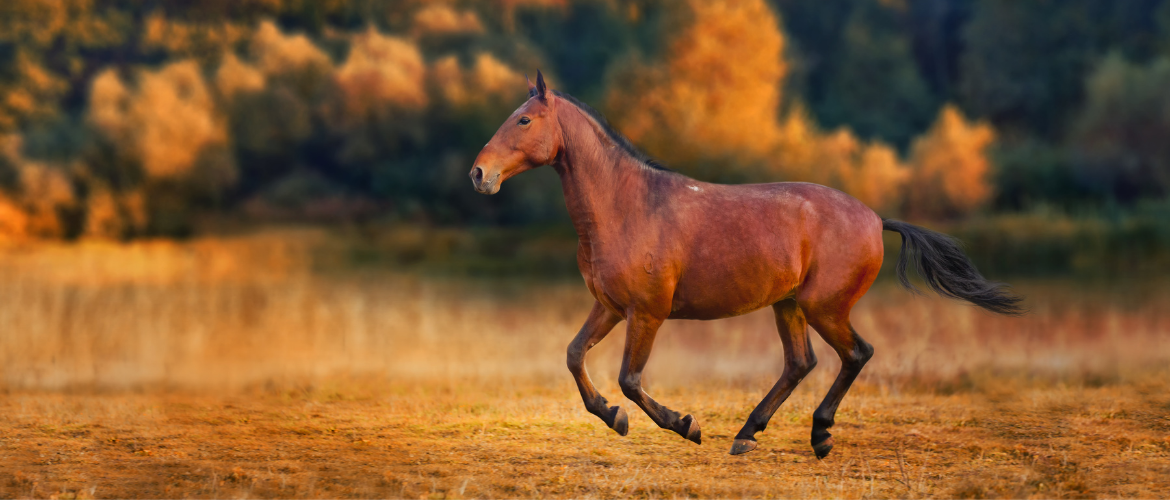 Karachai im Galopp