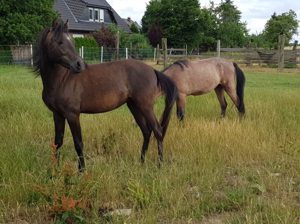 Kaspisches Kleinpferd - zwei Pferde auf der Wiese