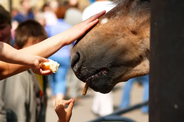 Nahaufnahme im Profil von dem Kopf eines braunen Pferdes, das von Kinderhänden behutsam gestreichelt und mit einem Stück Brot gefüttert wird. Im verschwommenen Hintergrund ist eine belebte Menschenmenge im Freien erkennbar.