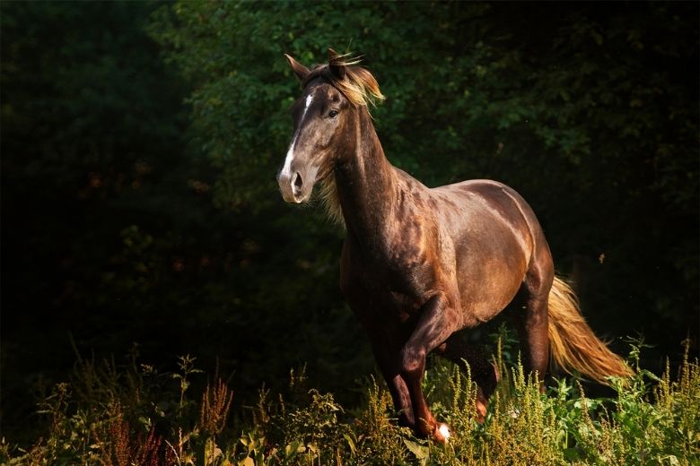 Kentucky Mountain Saddle Horse