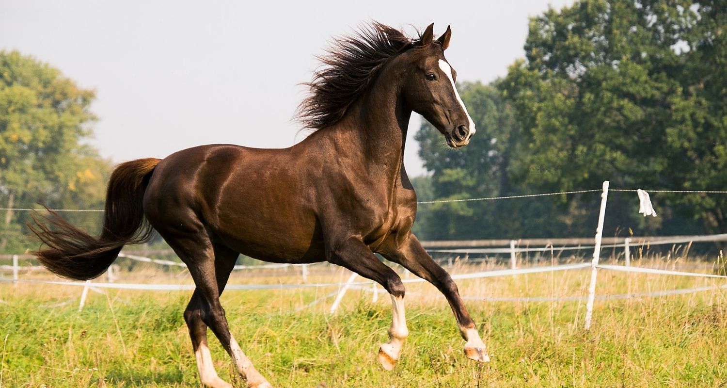 Körperbau beim Pferd: Das Exterieur