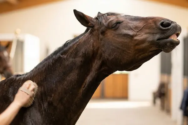 Nahaufnahme eines dunkelbraunen Pferdes, das die Fellpflege sichtlich genießt. Es streckt den Hals weit nach oben, schließt die Augen und kräuselt die Oberlippe („Schiefmaul“), während eine Hand den Hals mit einer Bürste massiert. Ein deutliches Zeichen für Wohlbefinden und Entspannung.