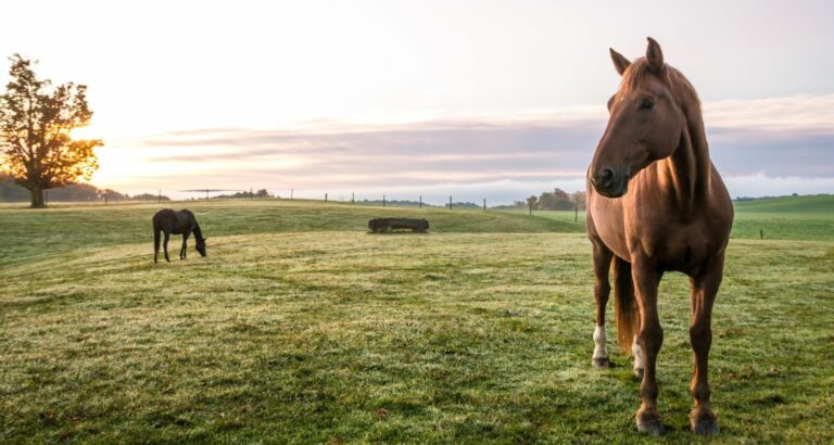 Kolik beim Pferd – Anzeichen, Ursachen & Behandlung