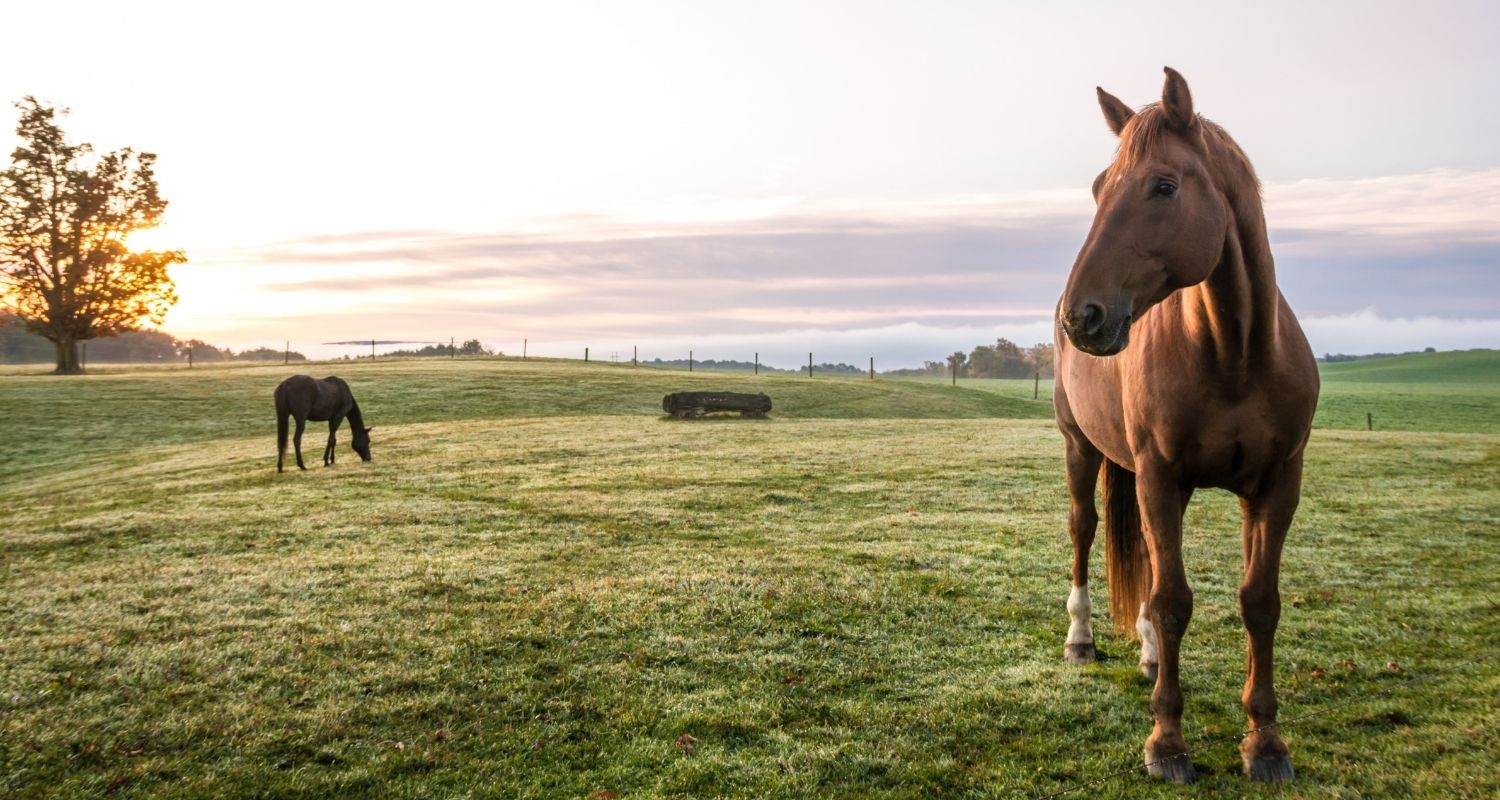 Kolik beim Pferd – Anzeichen, Ursachen & Behandlung