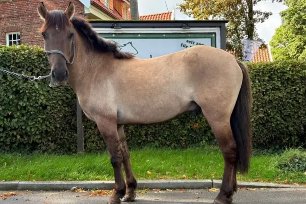 Ein falbenes Pferd mit dunklen Beinen, Mähne und Schweif steht in Seitenansicht auf einem Asphaltweg und blickt in die Kamera. Es trägt ein graues Halfter und einen Führstrick. Im Hintergrund befinden sich eine dichte grüne Hecke, ein Informationsstand mit teilweise sichtbarem Text ("seit 19...") und Backsteingebäude.