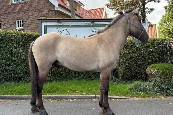 Seitenansicht eines robusten, falbfarbenen (grullo) Pferdes mit dunklen Gliedmaßen, Mähne und Schweif. Das Pferd trägt ein graues Halfter und steht auf einem gepflasterten Weg vor einer dichten grünen Hecke.