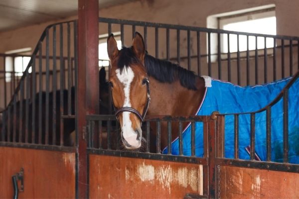 Kreuzverschlag beim Pferd: Pferd mit Decke guckt aus dem Stall 