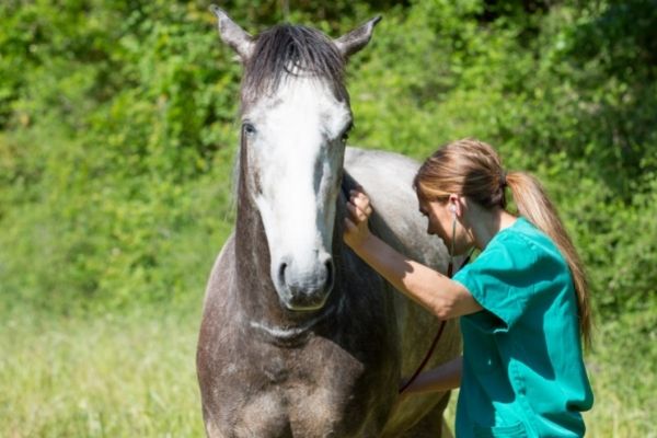 Kreuzverschlag beim Pferd: Tierärztin untersucht Schimmel