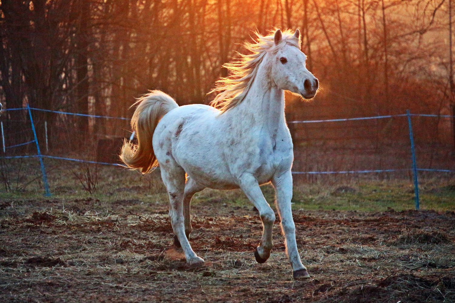 10 Dinge, die mit Pferd einfach anders sind