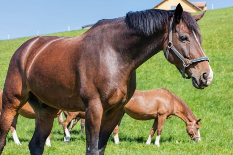 Lettisches Warmblut