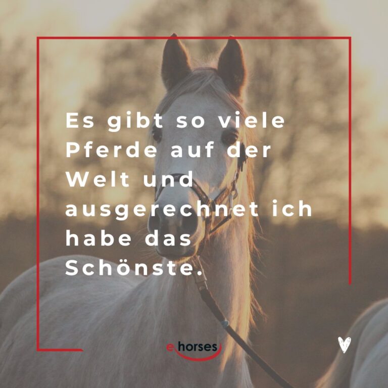Die 100 schönsten Pferdesprüche mit Bildern ehorses