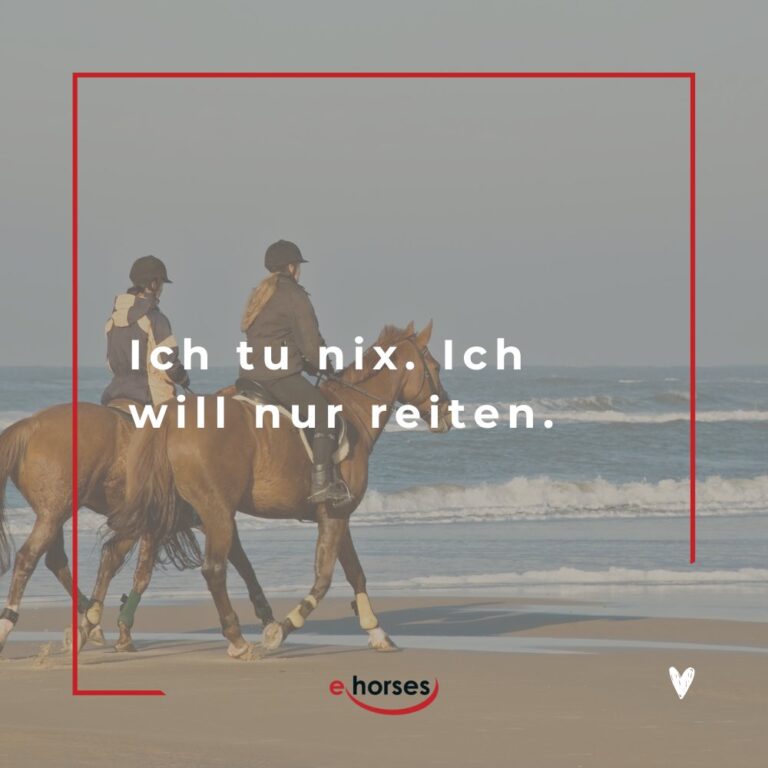 Die 100 schönsten Pferdesprüche mit Bildern ehorses