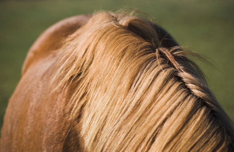 Mähnenspray selber machen Rezepte & Tipps ehorses.de Magazin
