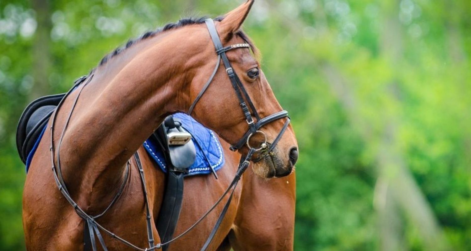 Magengeschwür Pferd Symptome Reiten