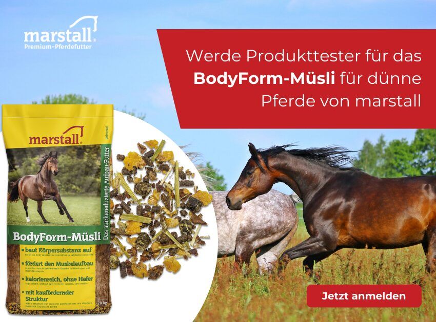Fliegenspray Für Pferde Selber Machen Rezept Fliegenspray für's Pferd selbst machen | ehorses Magazin