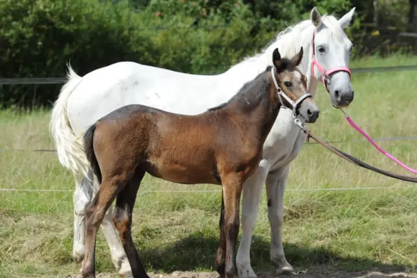 mask-view-molly-with-other-horse