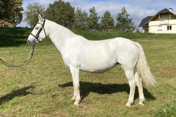 Ein rein weißes Schimmel-Pferd steht im vollständigen Seitenprofil auf einer grünen Koppel. Es trägt ein schwarzes Lederhalfter mit einem hängenden Führstrick. Der Hintergrund zeigt Bäume und ein Haus unter einem hellen Himmel.
