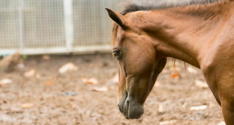 Mauke beim Pferd: Alles über die bakterielle Hautentzündung