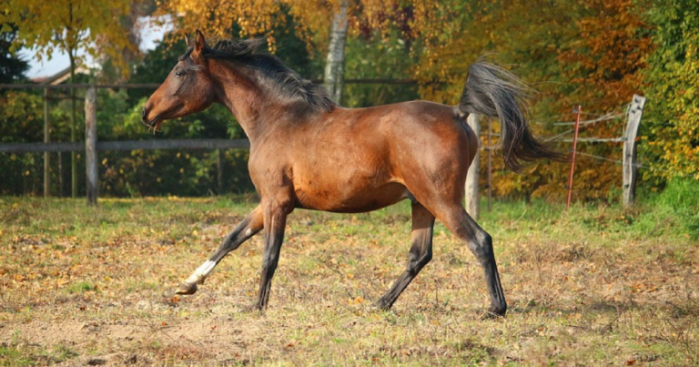 Pferde im Herbst – Was ändert sich für mich & meinen Vierbeiner?