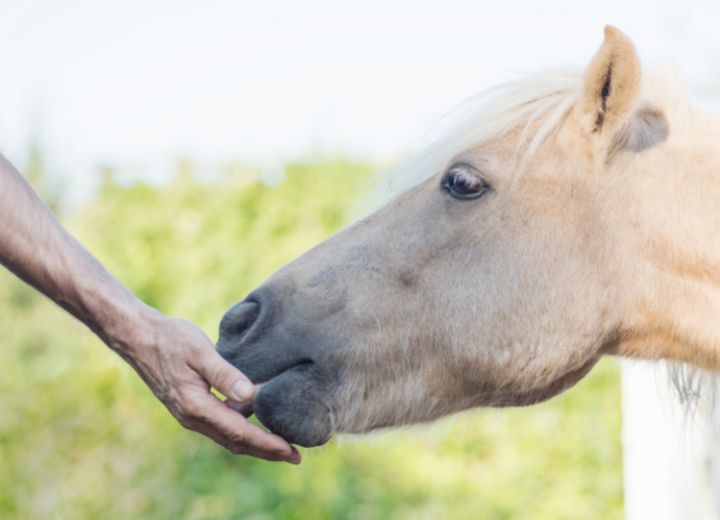 Mönchspfeffer fürs Pferd – Abhilfe bei Rosseproblemen, Liebeslust und Cushing