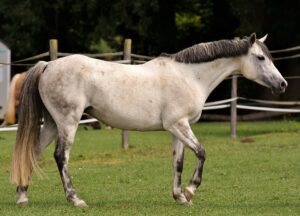 Fellfarben Pferd: Schimmel