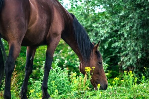 Muskelaufbau: Pferd frisst Gras im Wald