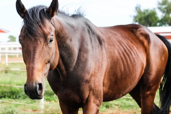 Muskelaufbau Pferd: Rappe von vorne