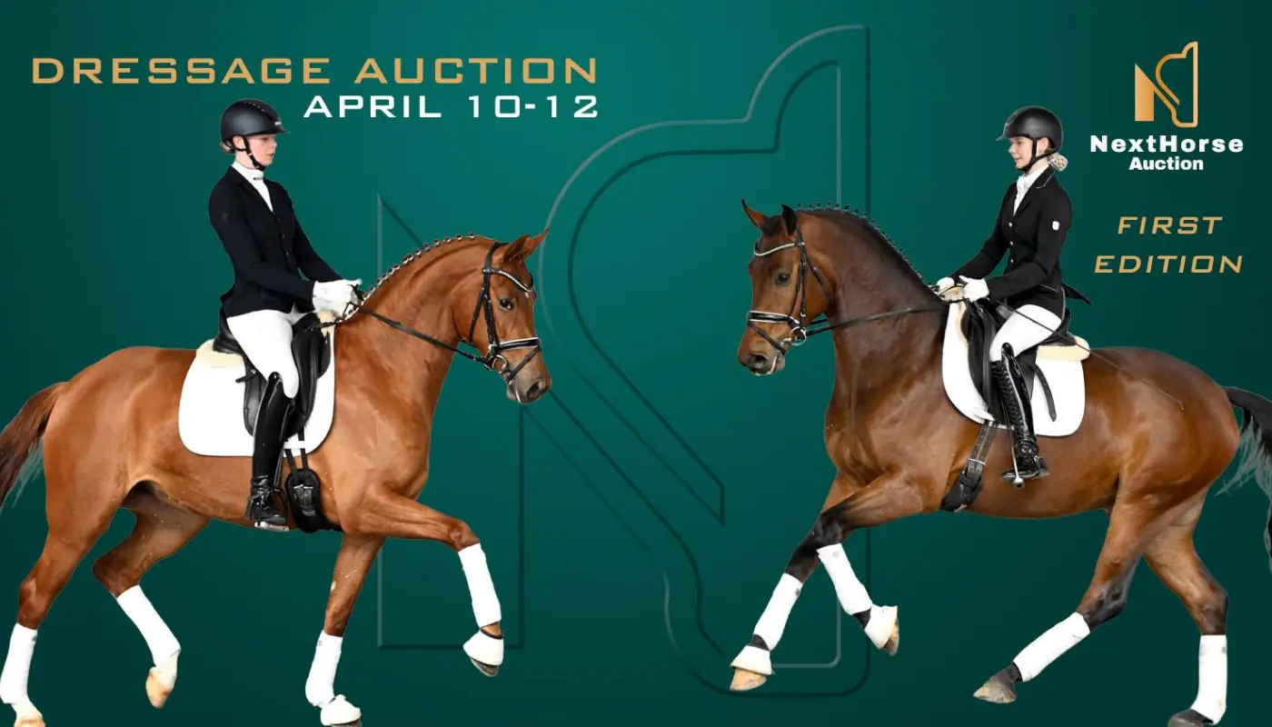 nextHorse-auction