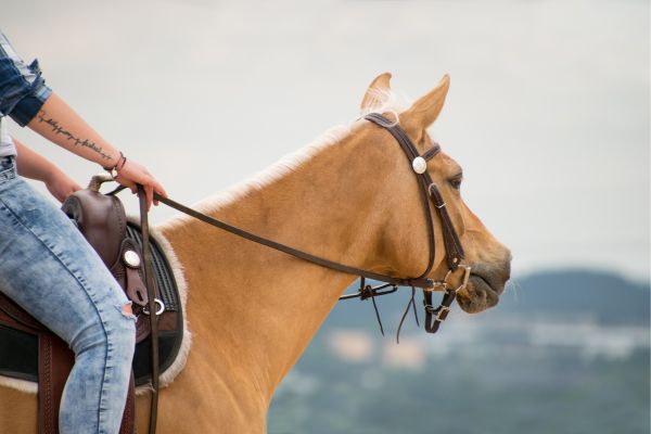 Westernreiten: Offene Zügel