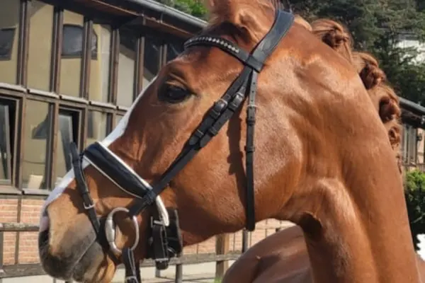 oldenburger-der-woche-270226-daisy (1)