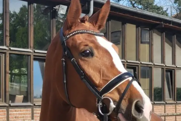 oldenburger-der-woche-270226-daisy (2)