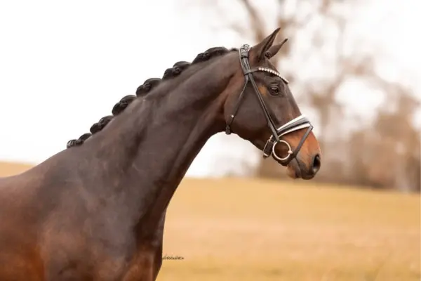 oldenburger-der-woche-270226-friedrich (1)