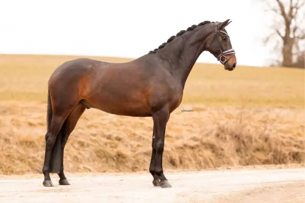 oldenburger-der-woche-270226-friedrich (2)